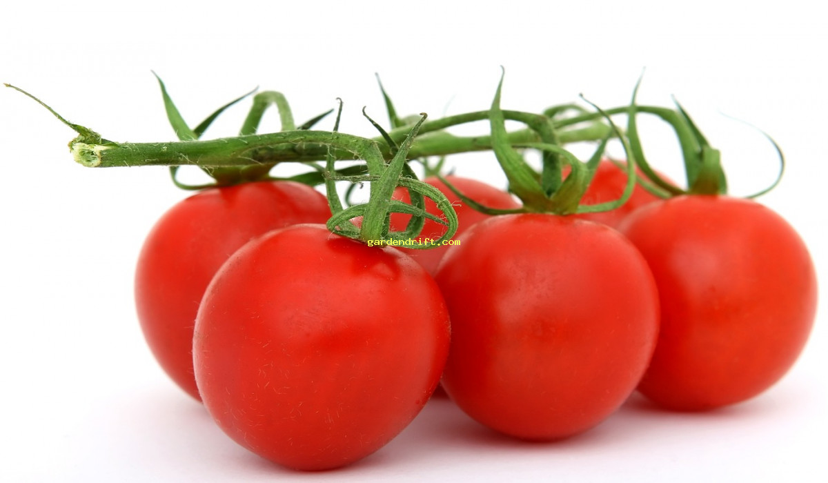 Grow Juicy Tomatoes with These Simple Planting Tips - Step-by-Step Guide!