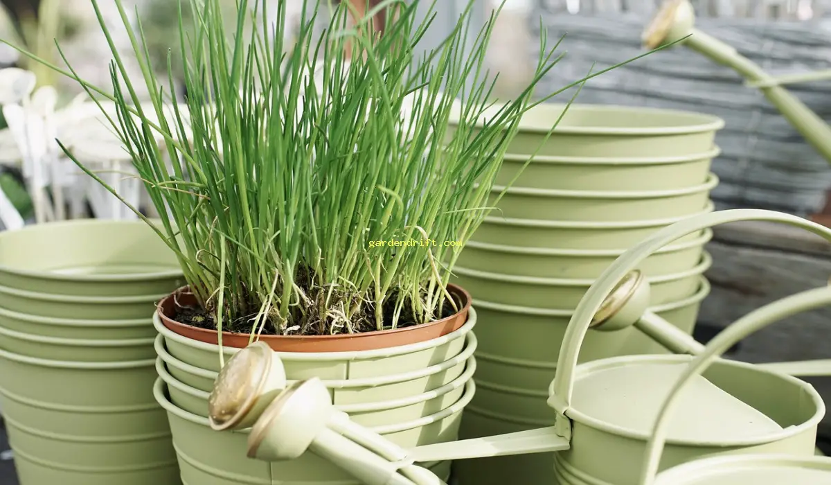Get Started with Your Own Potted Vegetable Garden in 5 Easy Steps