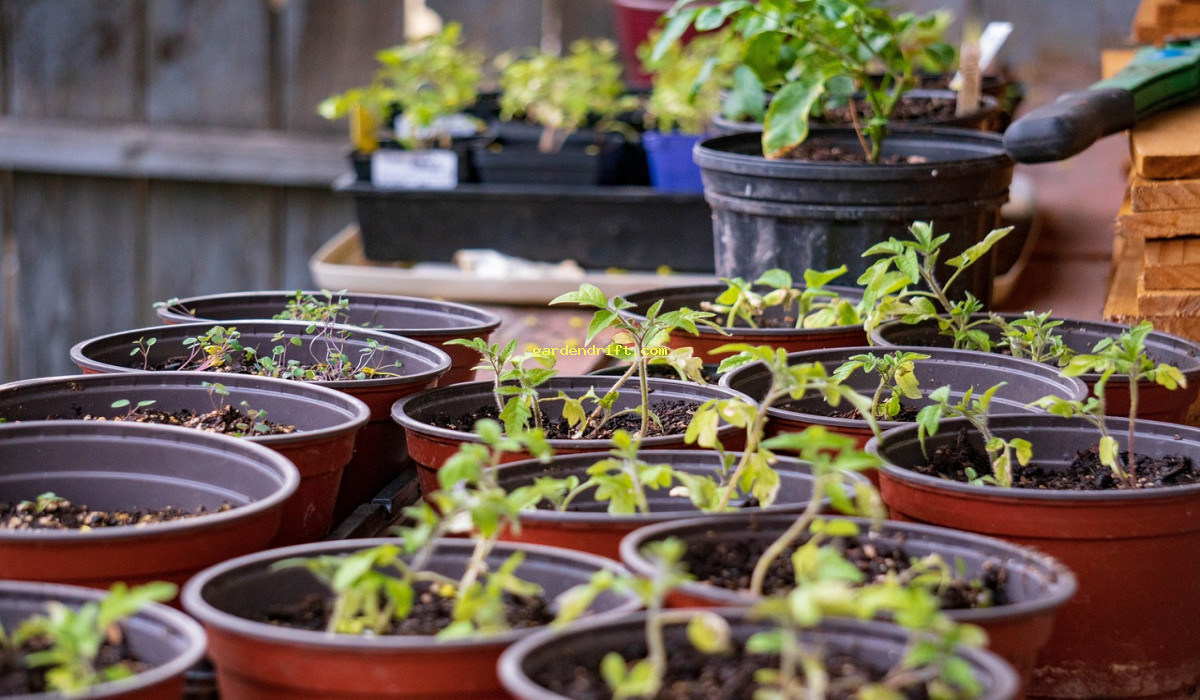 DIY Seedling Pots in Just 5 Simple Steps - A Beginner's Guide