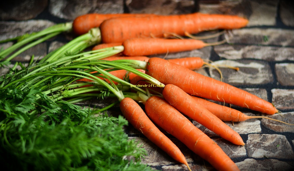 Grow Juicy Carrots Indoors: Easy Step-By-Step Guide!