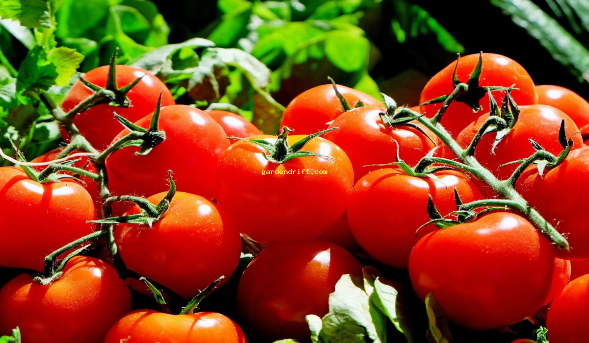 5 Easy Steps to Starting Your Own Tomato Plant at Home