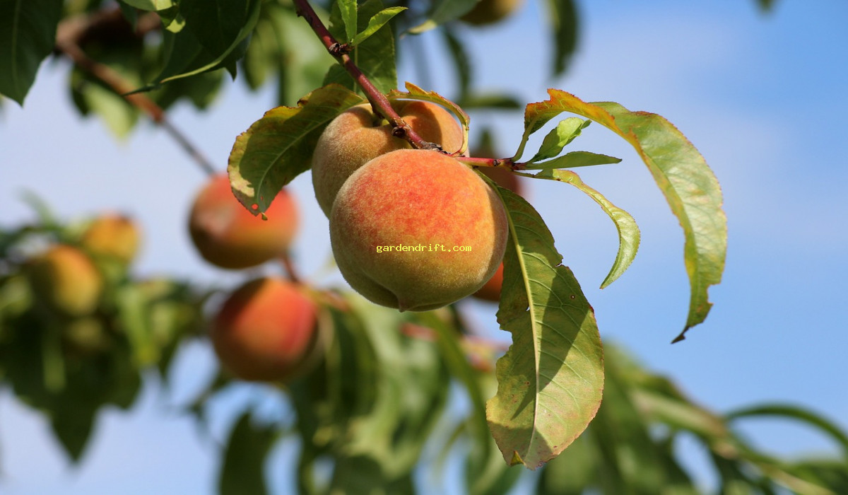 5 Easy Steps to Grow a Peach Seed: A Beginner's Guide