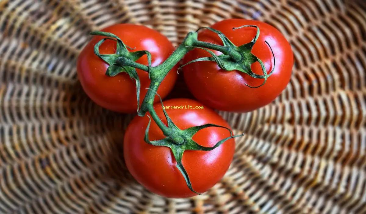 5 Tips for Growing the Best Tomatoes: A Beginner's Guide