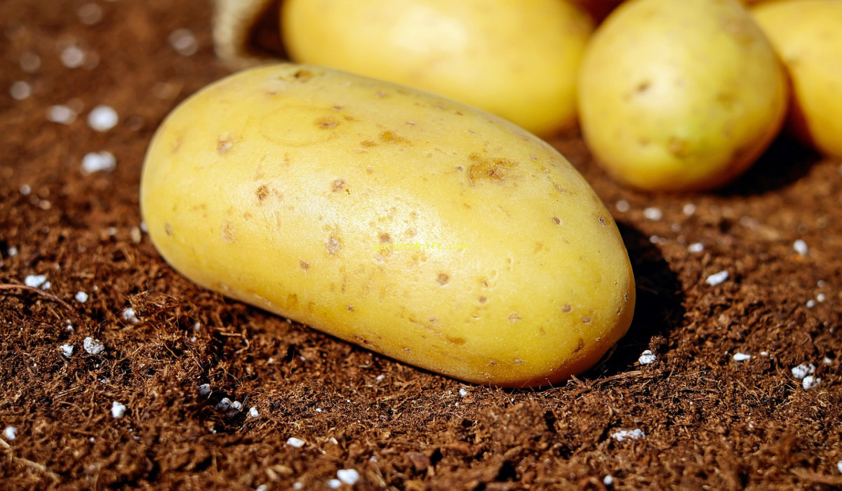 5 Simple Steps to Begin Growing Potatoes Like a Pro