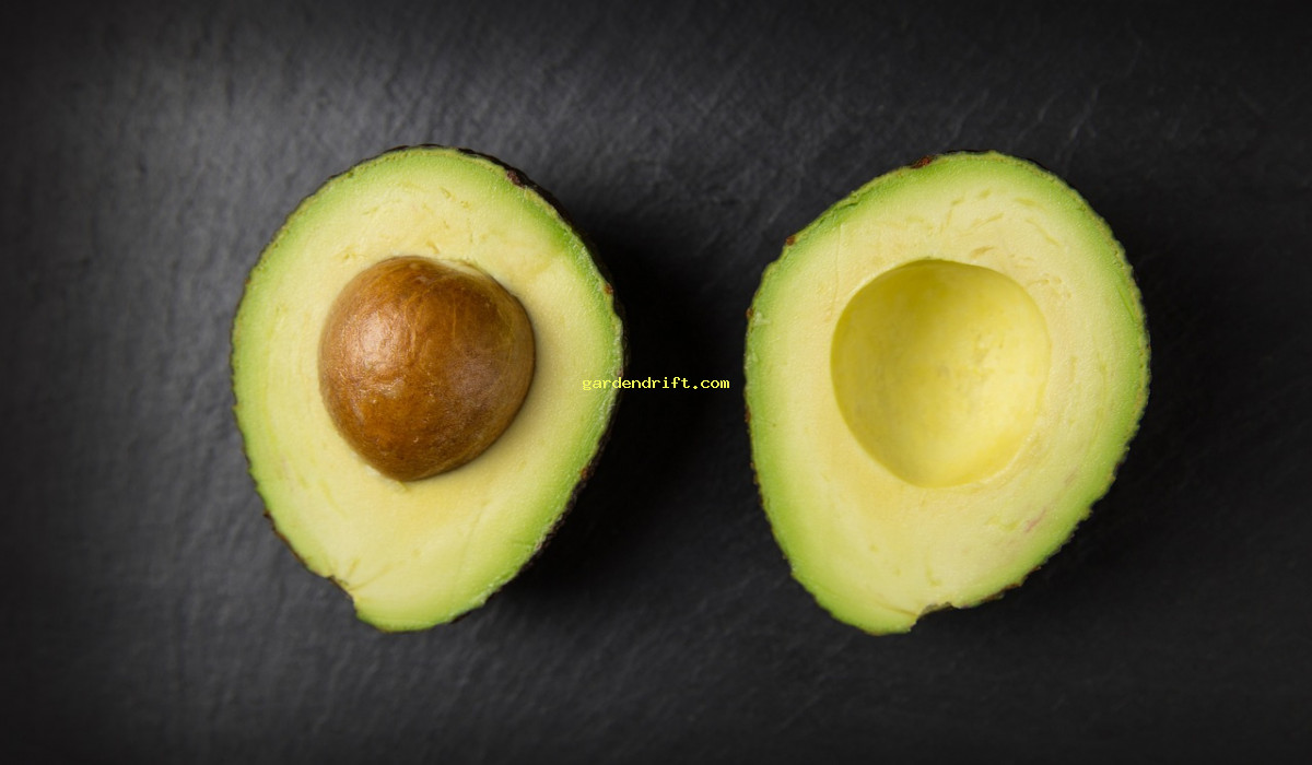 Grow Your Own Avocado Tree in 6 Easy Steps: A Practical Guide
