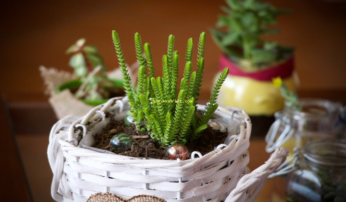 5 Simple Steps to Creating an Apartment Garden for Beginners