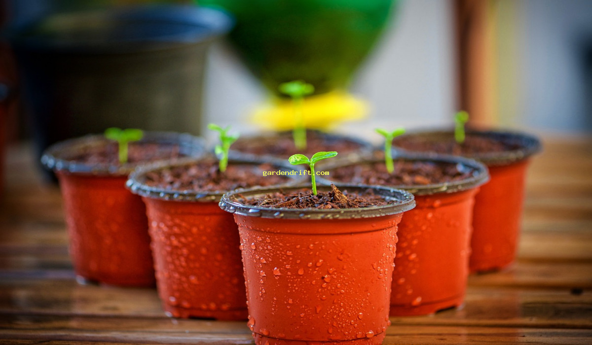 Grow Juicy Tomatoes Indoors: A Simple Guide to Planting Seeds
