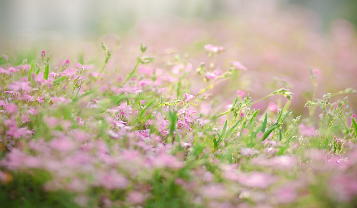 5 Easy Steps to Convert Grass into a Beautiful Flower Bed