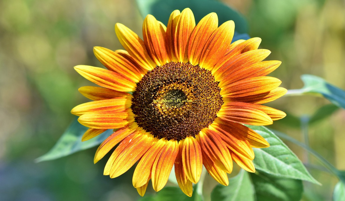 Grow Your Sunflower Tall: A Simple Guide with 6 Proven Techniques