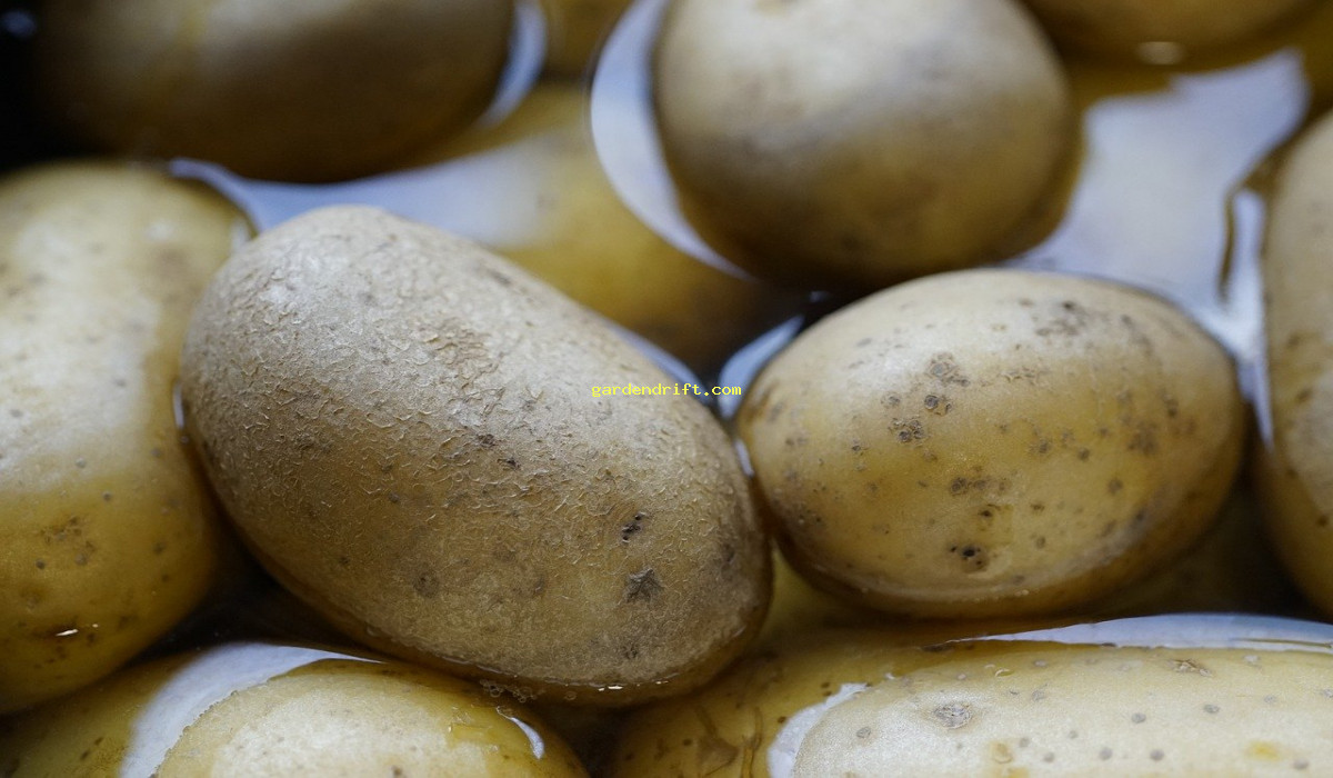 Get Started: Grow Potatoes in Containers with Ease - 5 Simple Steps!
