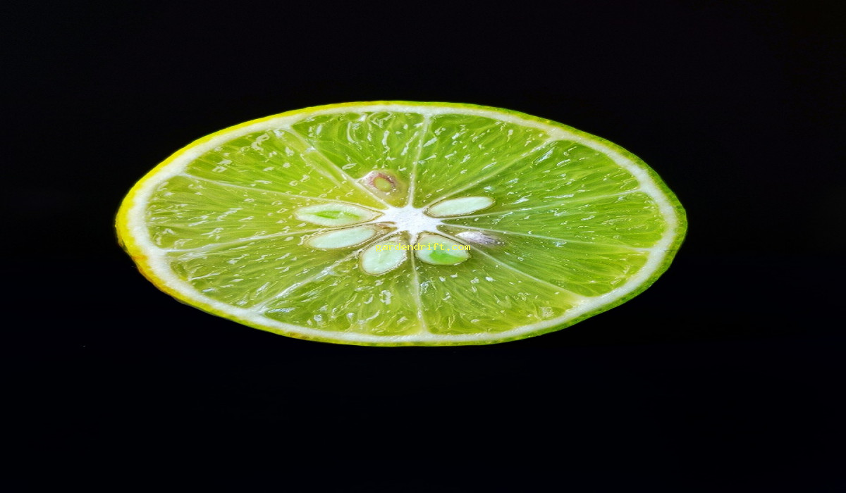 Grow Your Own Refreshing Lemons: 5 Simple Steps for Successful Lemon Seed Harvesting