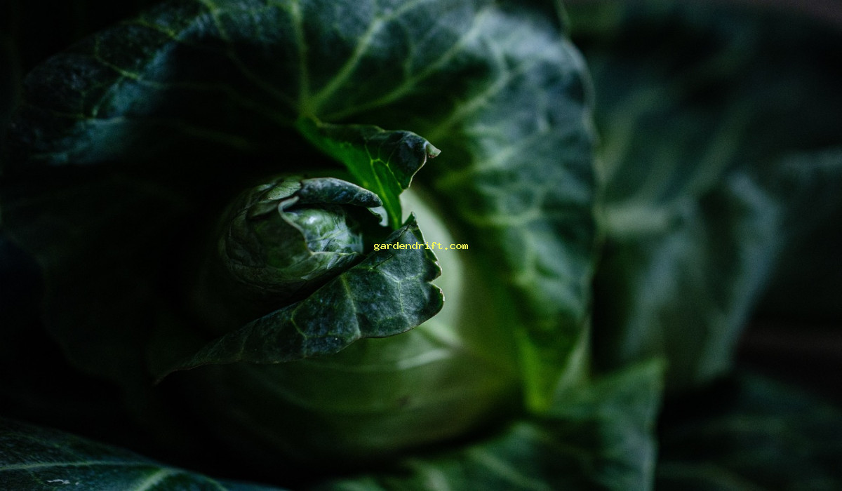Grow Your Own Indoor Cabbage Garden: An Easy Guide for Beginners