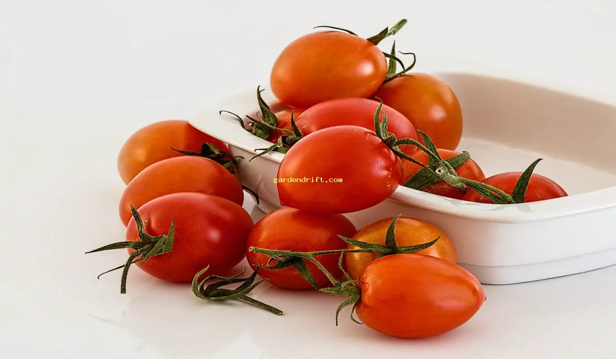 Discover How to Easily Grow a Tomato Plant from Just One Seed!