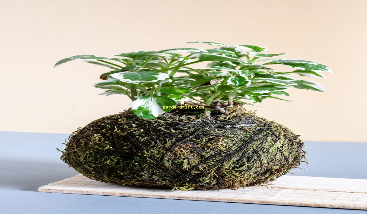Master the Art of Kokedama Making: A Step-by-Step Guide