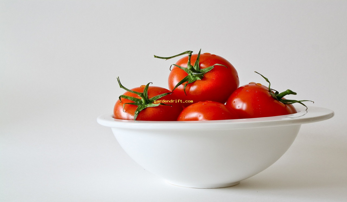 Master the Art of Growing Juicy Tomatoes: Expert Tips from Gardeners World!