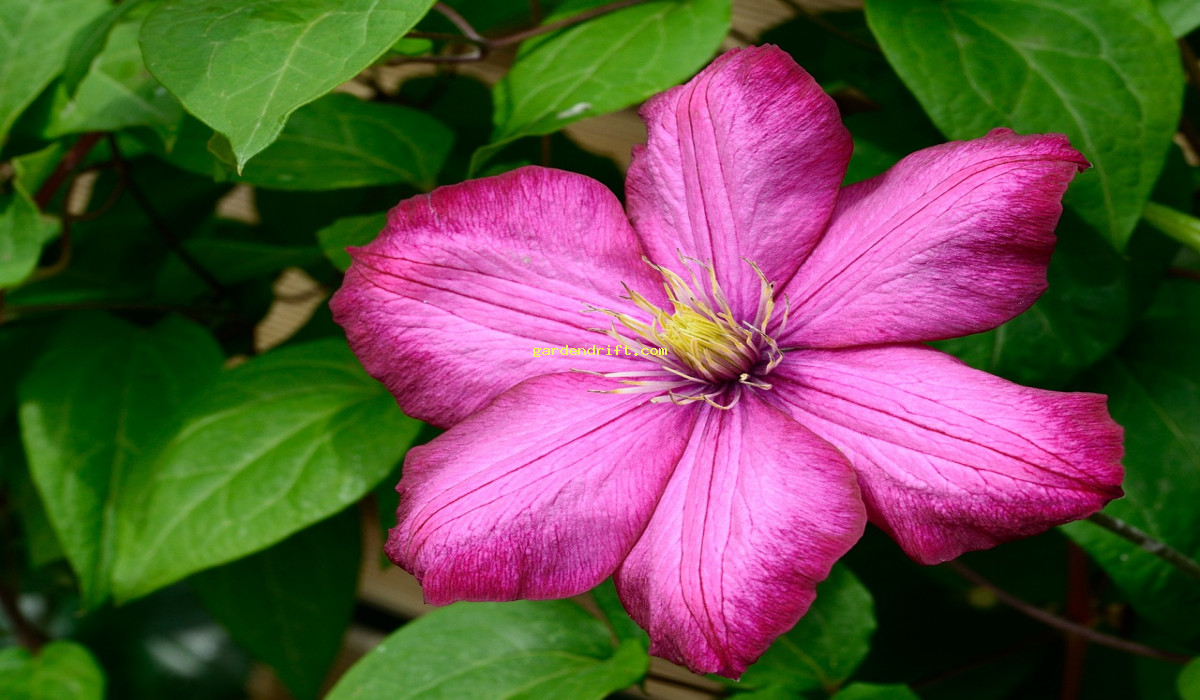 Unlock the Secrets to Growing a Clematis from Scratch - The Ultimate Guide!
