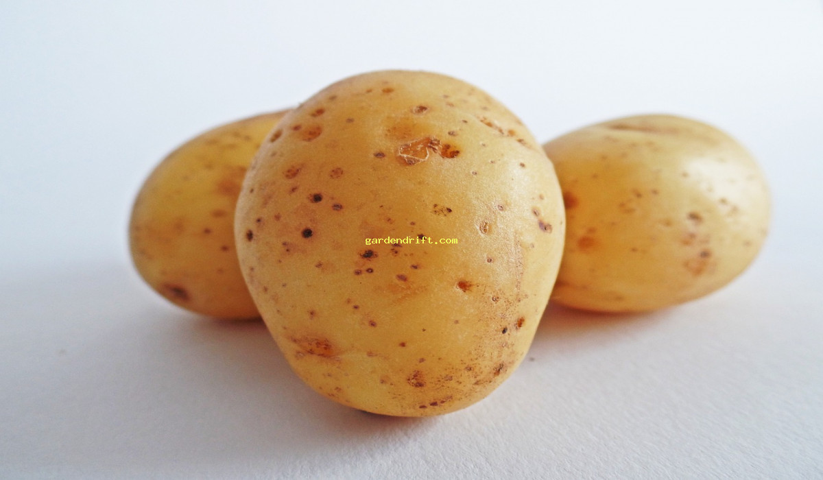 5 Simple Steps to Begin Growing Potatoes: A Beginner's Guide