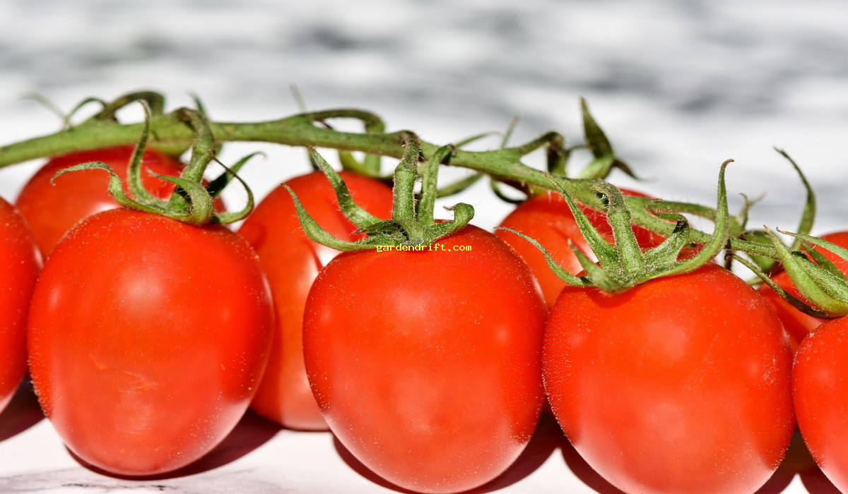 5 Simple Tips for Growing Juicy Tomatoes in Your Garden