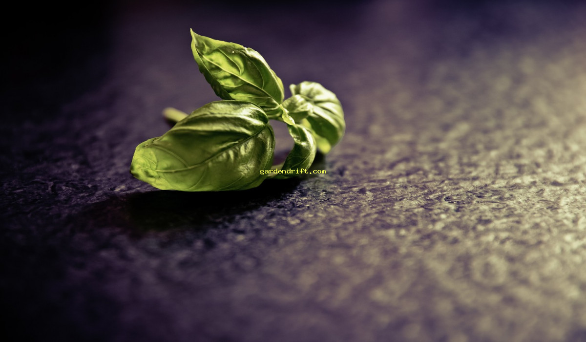 Plant Basil Starts Like a Pro: Beginner's Guide to Successful Basil Growth