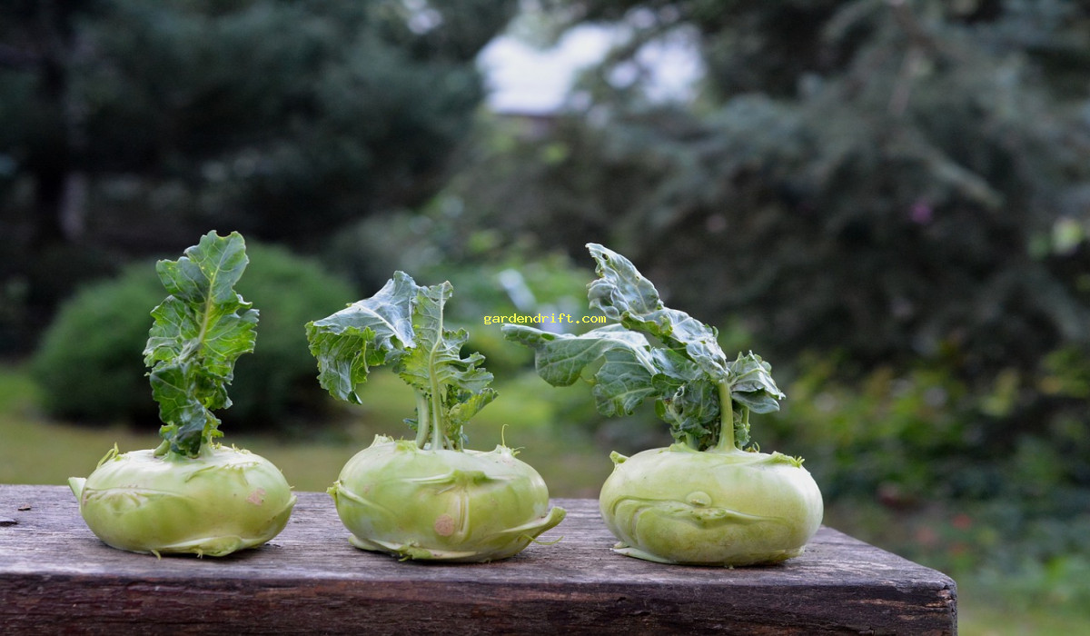 3 Easy Steps to Successful Kohlrabi Growth from Seeds