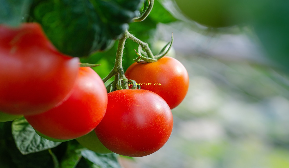 Grow Juicy Tomatoes in 8 Easy Steps: A Simple Guide