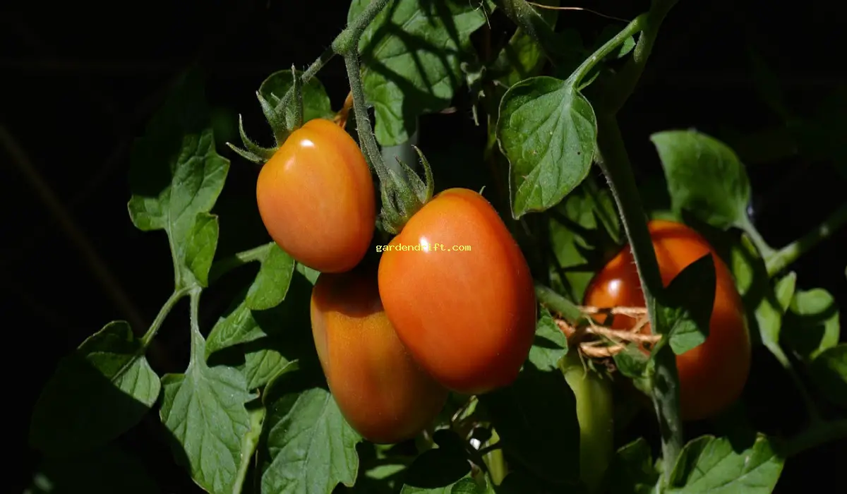 5 Simple Steps to Grow Tomatoes Faster: A Beginner's Guide