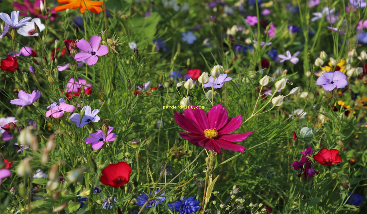 10 Tips for Starting Your Summer Garden in June