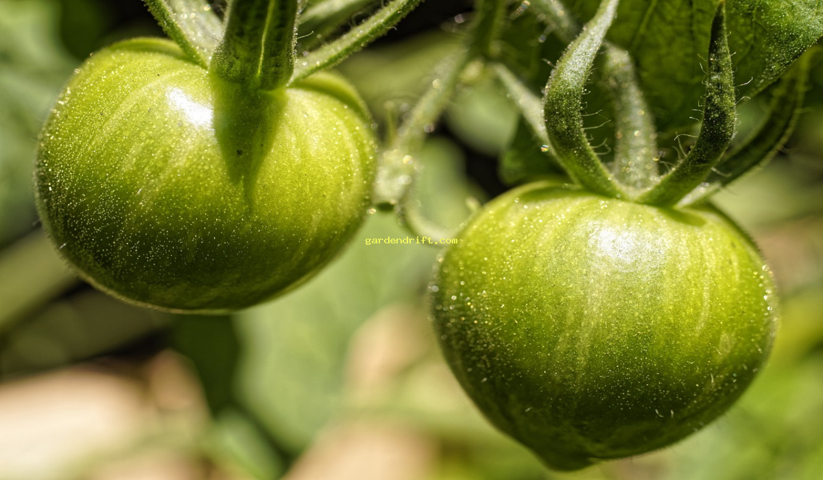 10 Easy Steps to Growing Tomatoes from Seeds: A Beginner's Guide