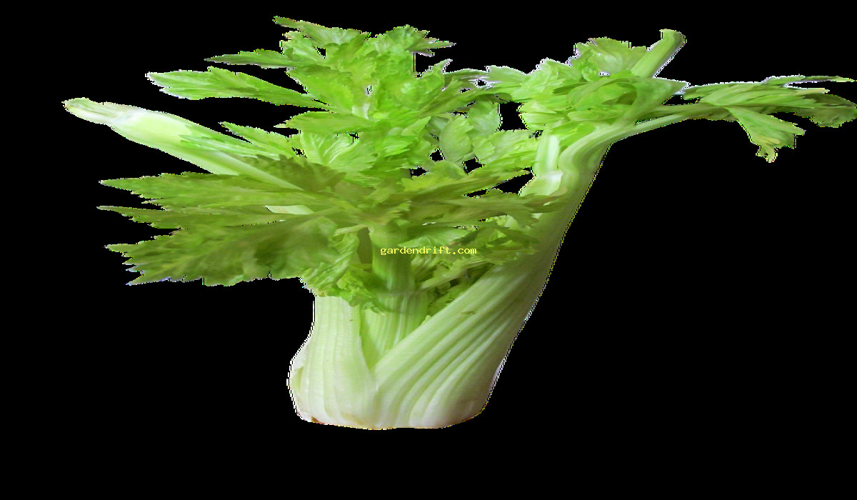 10 Foolproof Tips for Growing Celery: The Complete Guide
