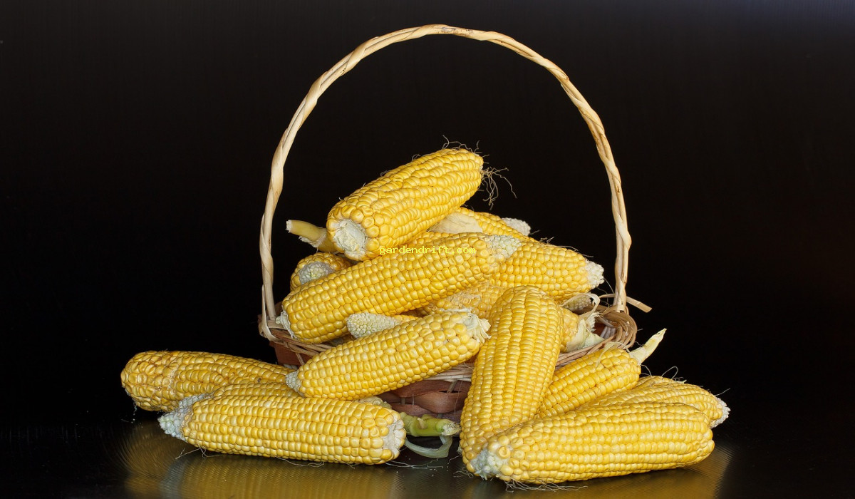 5 Essential Tips for Growing Sweetcorn: From Seed to Harvest