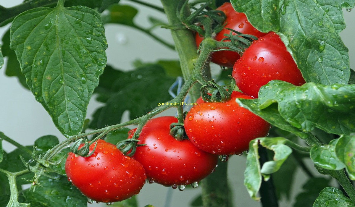 Grow Your Own: The Top 5 Vegetables to Plant in February for a Bountiful Harvest