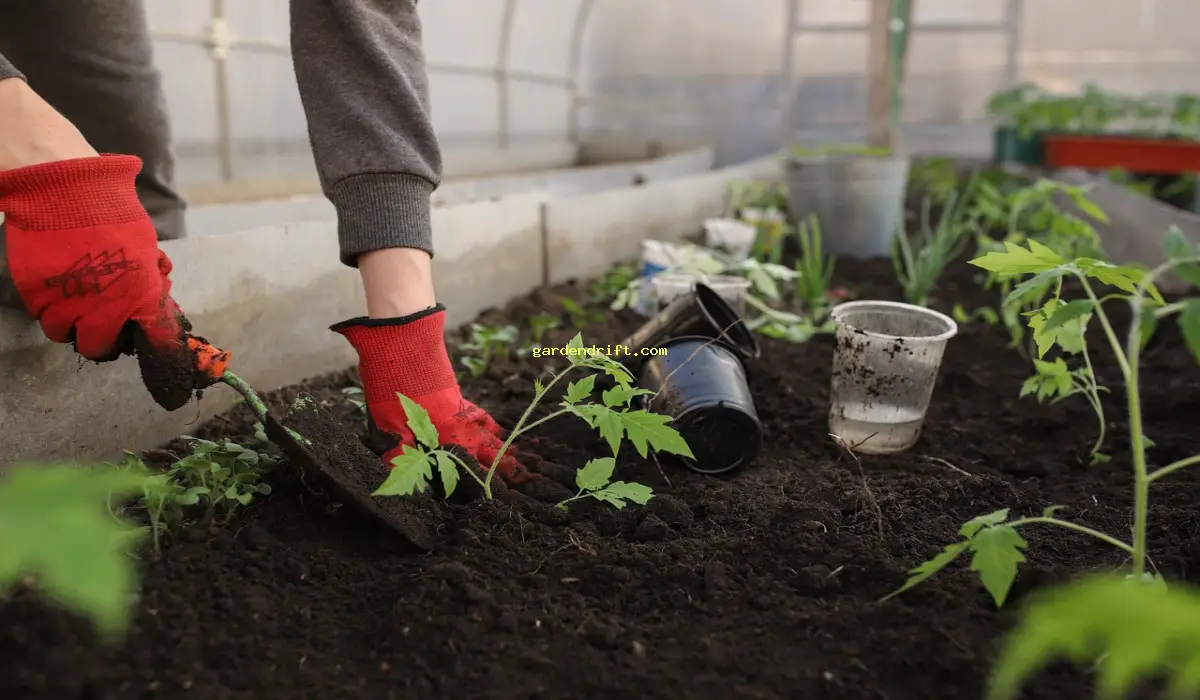 10 Essential Vegetables to Grow for a Fresh & Nutritious Harvest