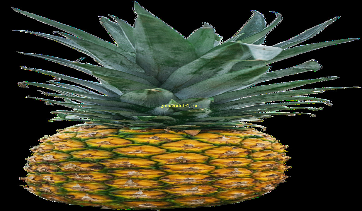5 Reasons Why the Pineapple Plant Will Be a Must-Have in 2024 | SEO Optimized