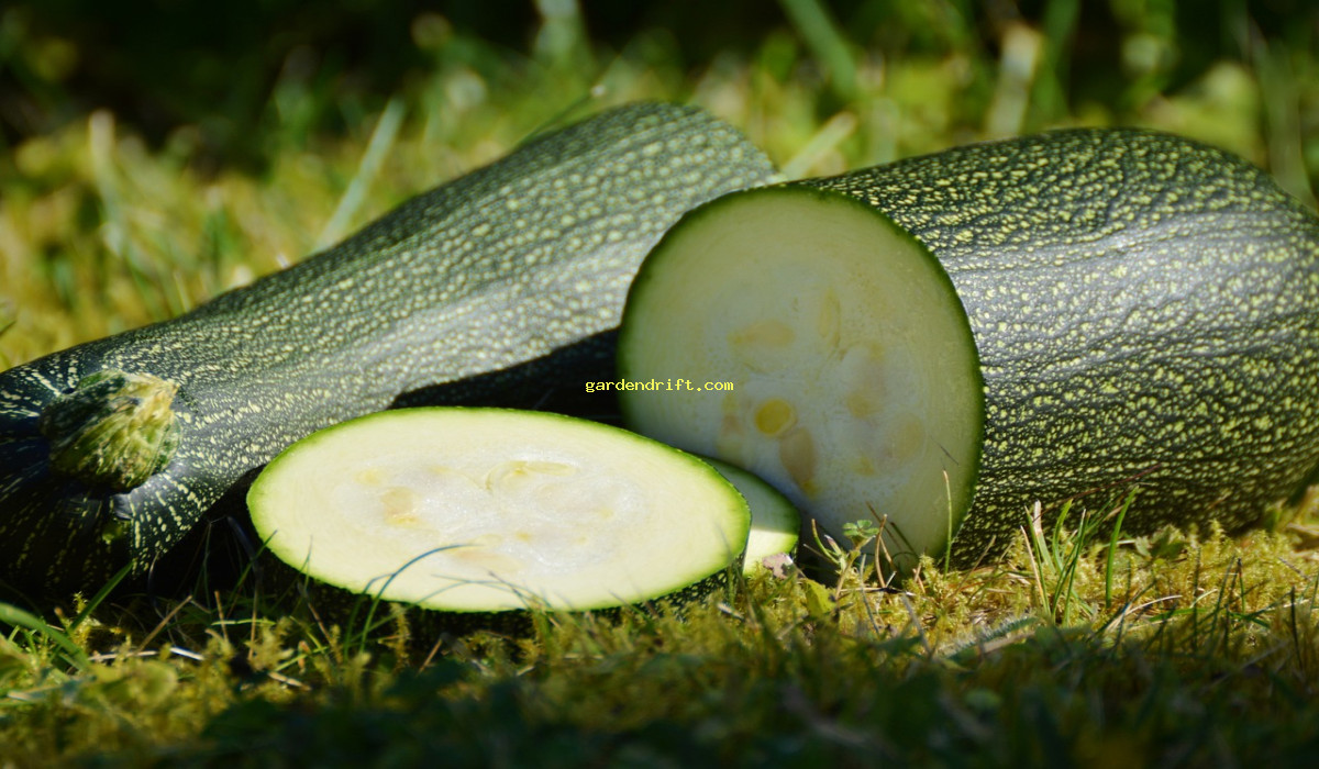 Zucchini on the Go: 5 Tips for Growing Delicious Veggies in Containers