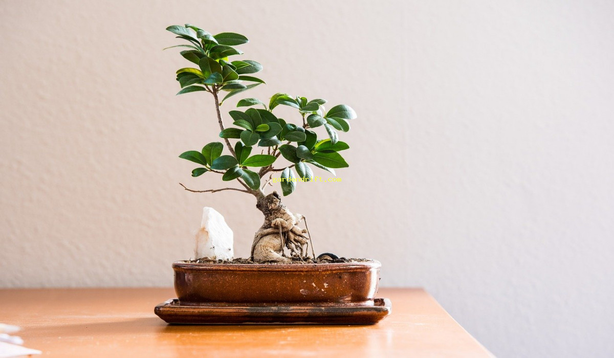 5 Must-Have Houseplant Essentials: The Ultimate Checklist for Thriving Greenery