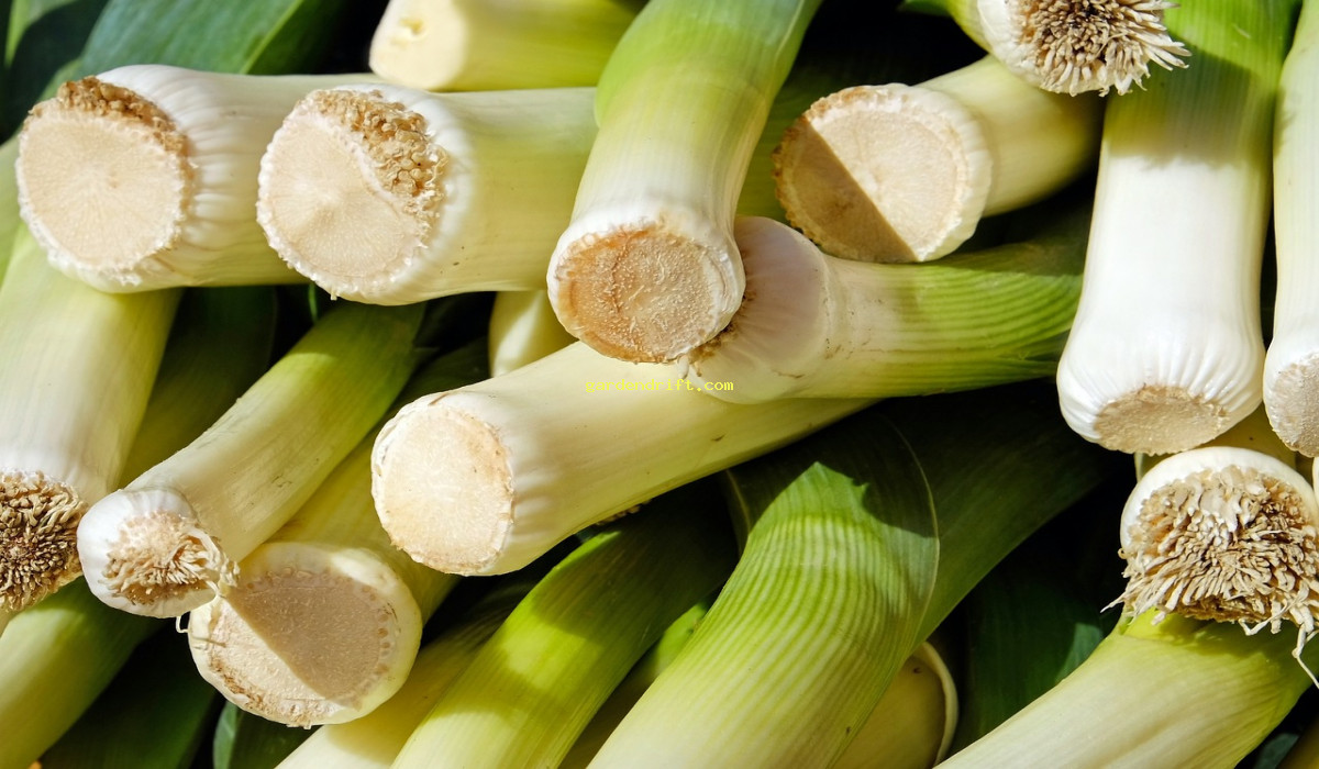 5 Secrets to Growing Leeks Successfully in Containers