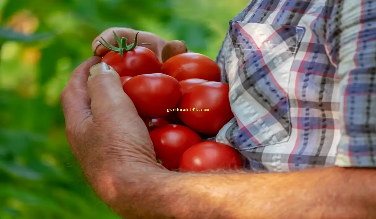 Maximize Your Tomato Garden: Simple Tips for Growing Healthy Plants