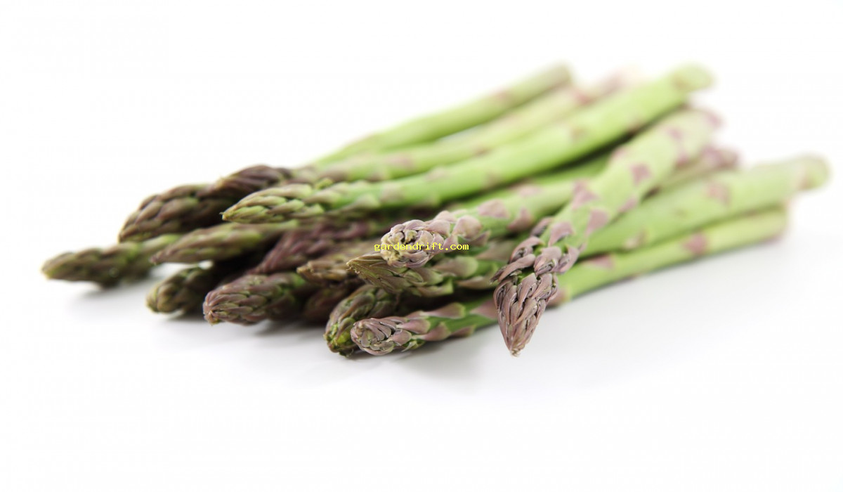 5 Easy Tips for Growing Asparagus: A Beginner's Guide