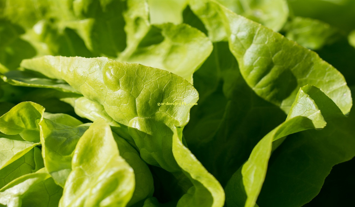 Simple Steps to Successfully Grow Lettuce from Seed: A Beginner's Guide