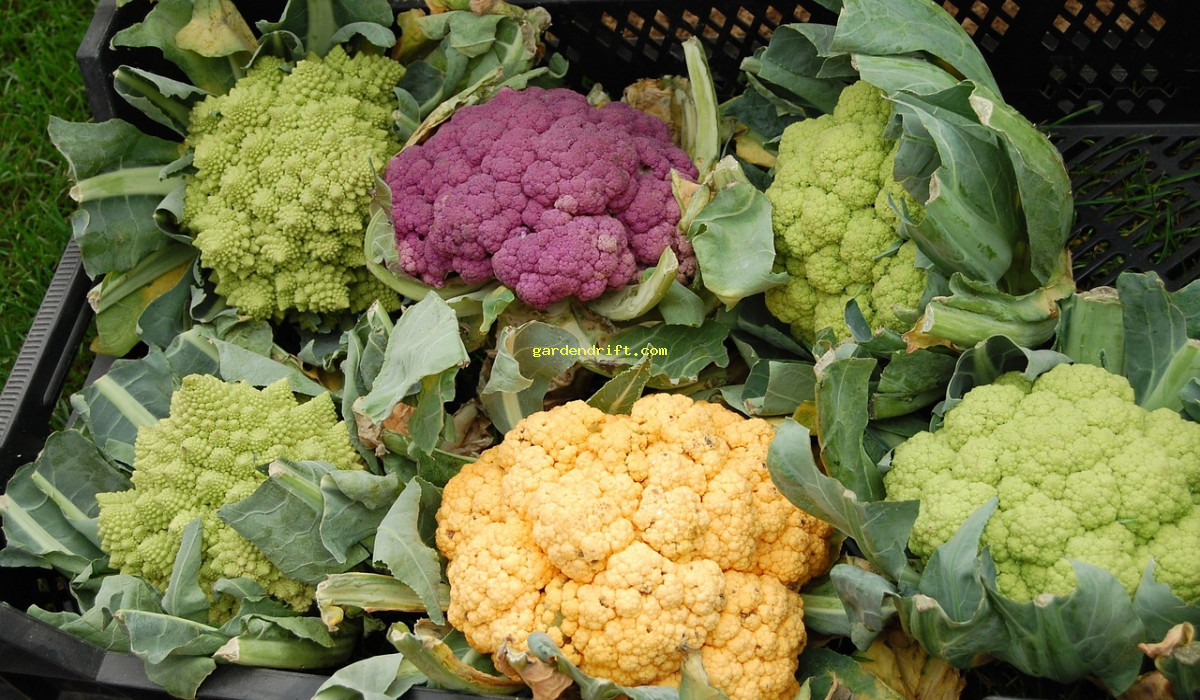 Discover the Simple Steps to Grow Delicious Cauliflower from Seed: A Beginner's Guide