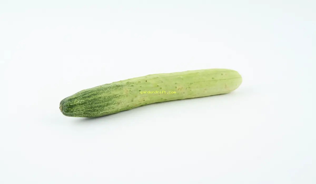 10 Tips for Successful Cucumber Growth on the Ground