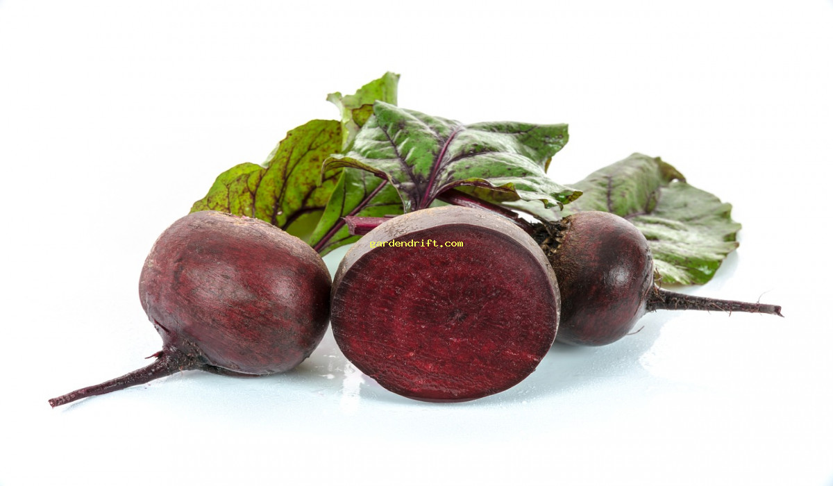 Unlock the Secrets of Growing Beets from Seed: A Beginner's Guide