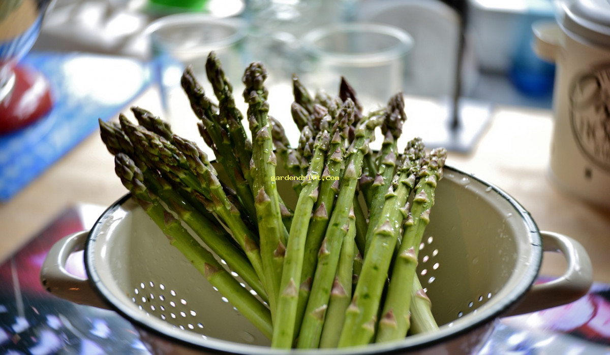 Planting Asparagus Roots: The Ultimate Guide for a Bountiful Harvest