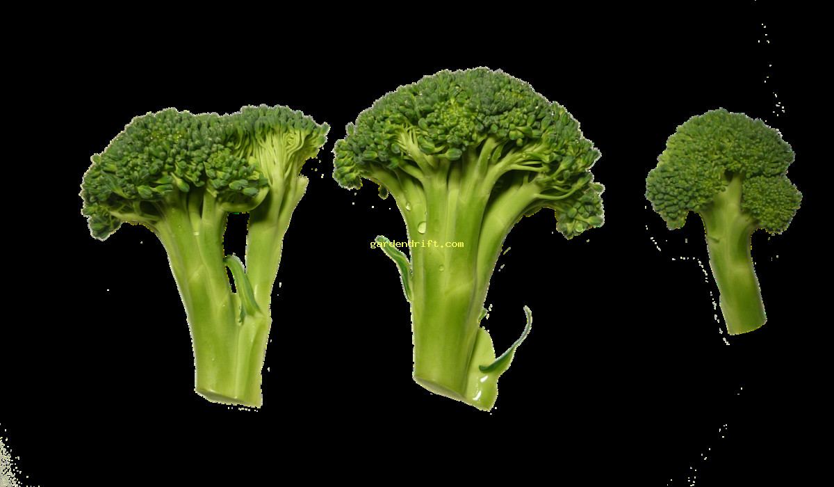 Grow Delicious Broccoli in Just 10 Weeks: The Ultimate Guide to the Growing Season!