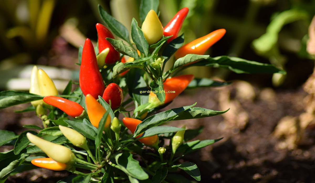 Grow Perfect Peppers: A Beginner's Guide to Starting Seeds Indoors