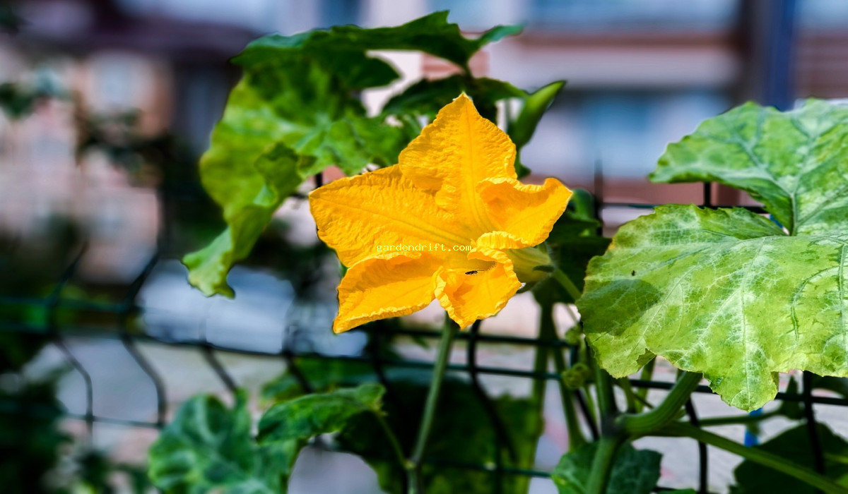 10 Easy Tips for Growing a Luscious Summer Squash Plant