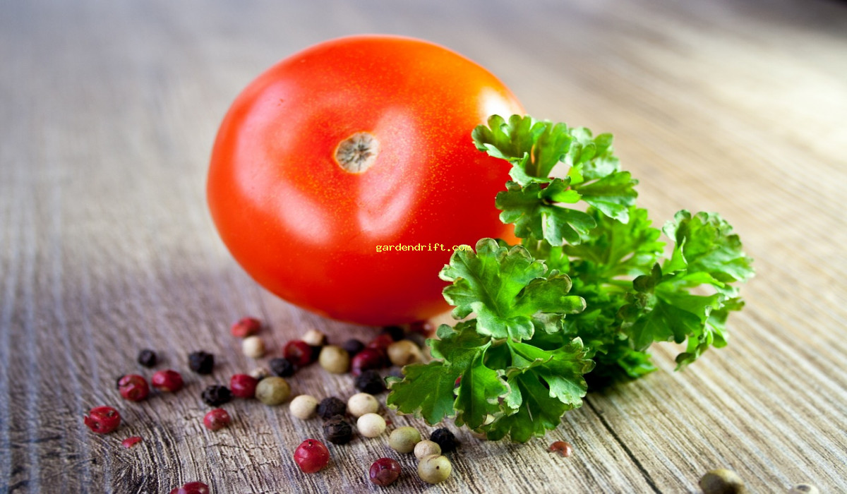 10 Easy Tips for Tomato Plant Maintenance: Grow Healthy Tomatoes with These Simple Tricks
