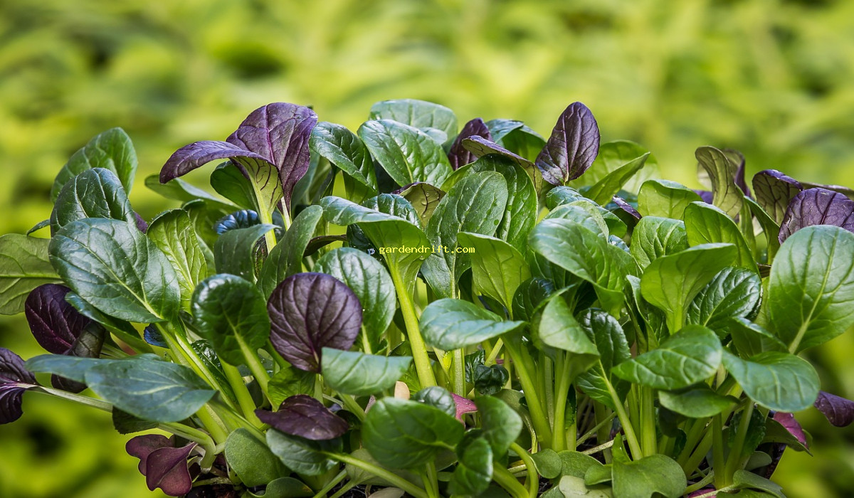 5 tips for a thriving spinach garden - boost your harvest!