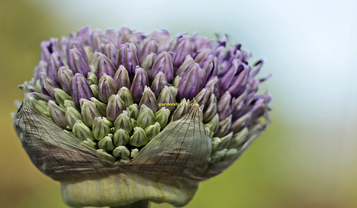 Discover the Expert Guide to Planting Leeks: 7 Essential Tips for Success!