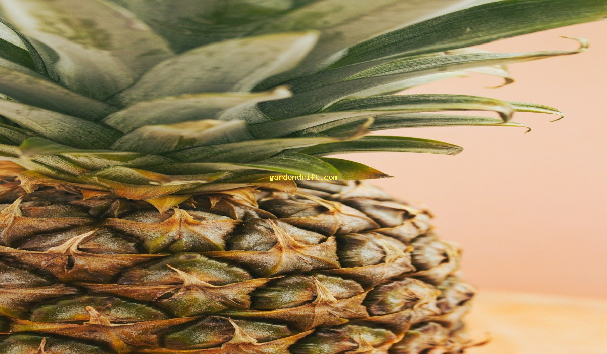 5 Reasons Why a Pineapple House Plant is the Perfect Addition to Your Home Decor